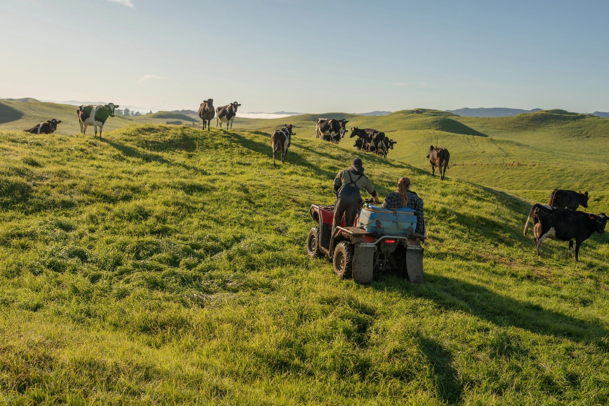 Livestock Loading in Action